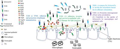 Manipulation of host immune defenses by effector proteins delivered from multiple secretion systems of Salmonella and its application in vaccine research